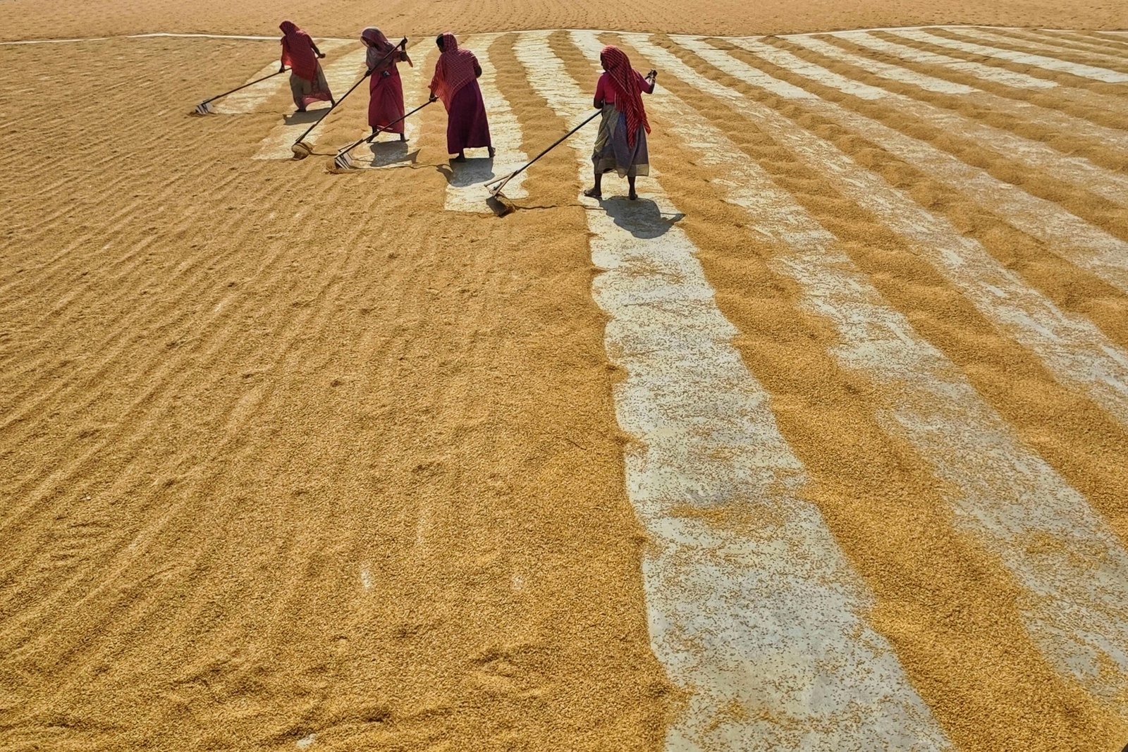 Women raking paddy grains in a sunlit field in Habra, India, showcasing traditional methods.
